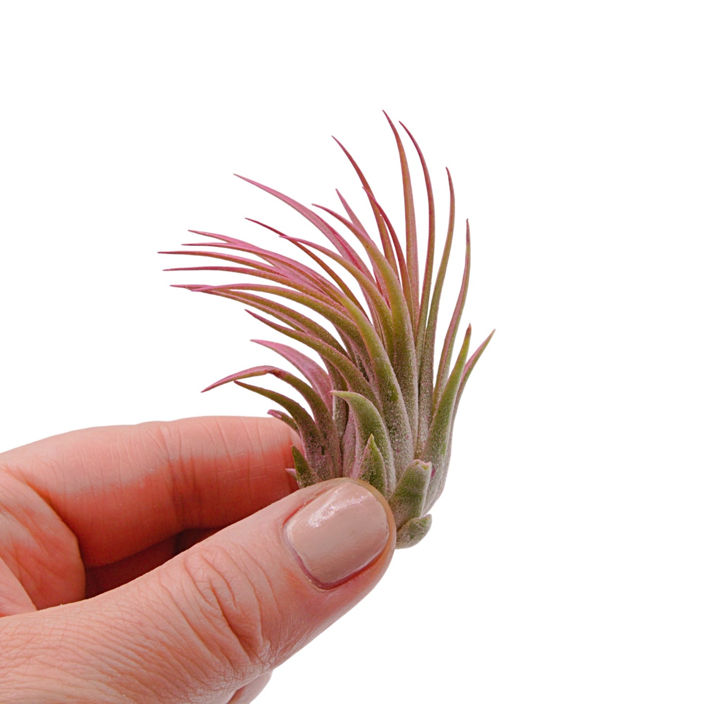 Tillandsia Ionantha Rubra Raspberry Enhanced