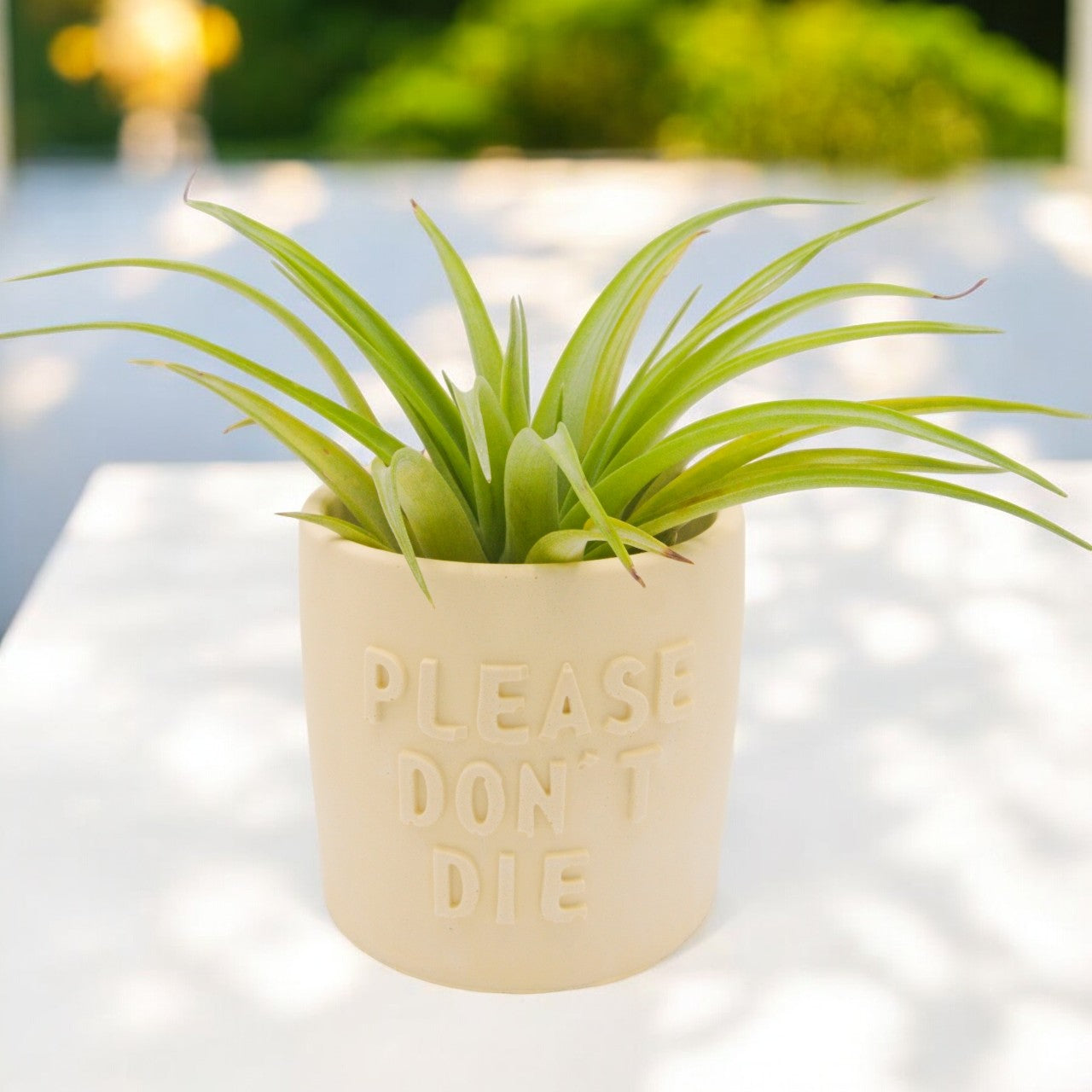 Brachycaulos airplant natural