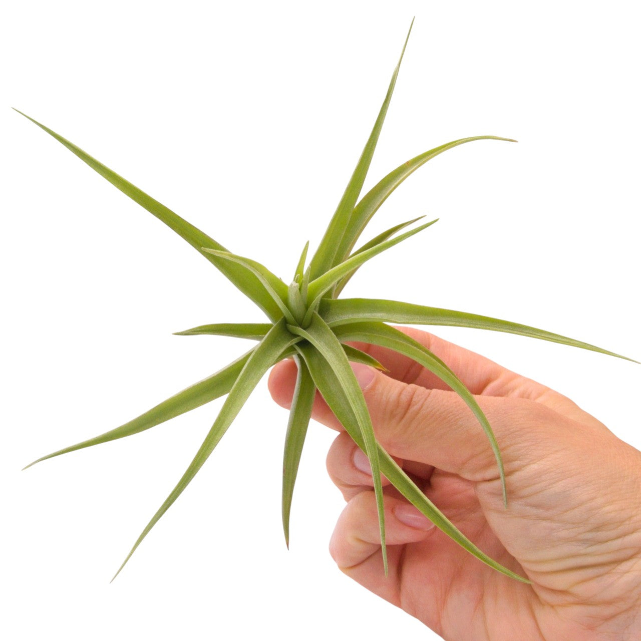 Tillandsia Bergeri