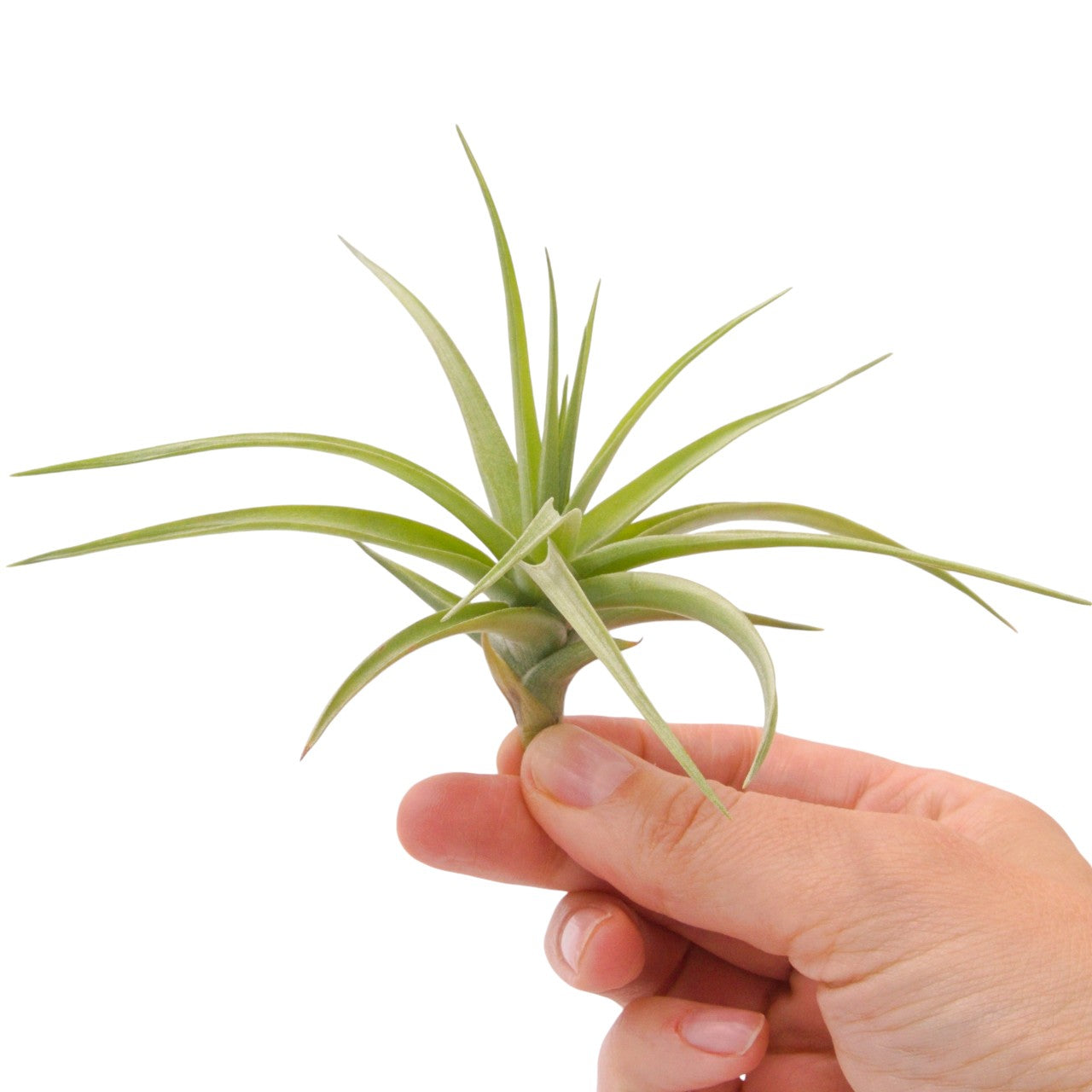 Tillandsia Bergeri