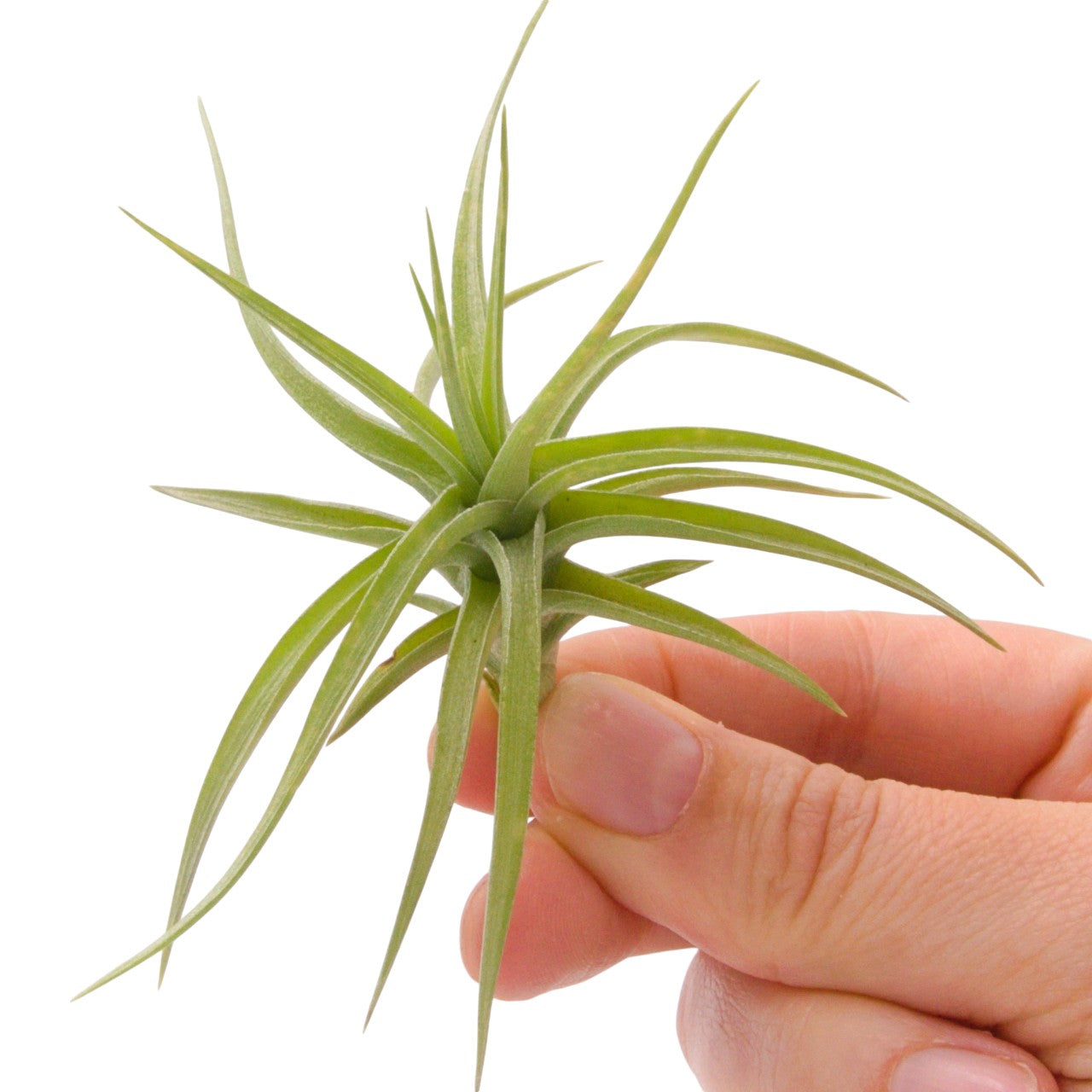 Tillandsia Bergeri