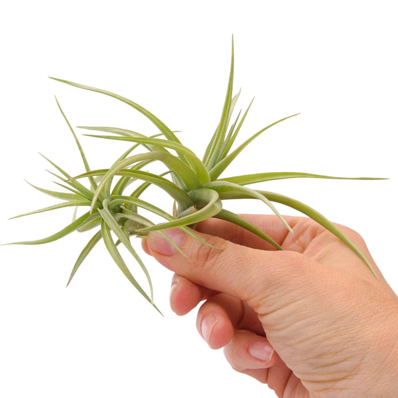 Tillandsia Bergeri