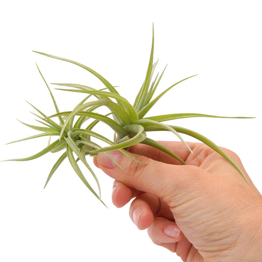 Tillandsia Bergeri