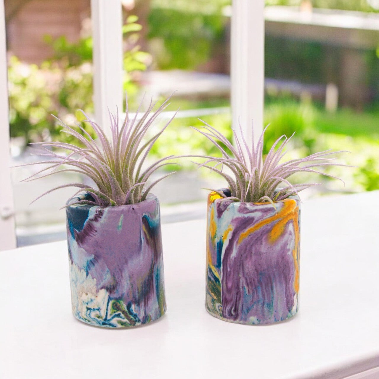 Tillandsia Ionantha Lilac enhanced