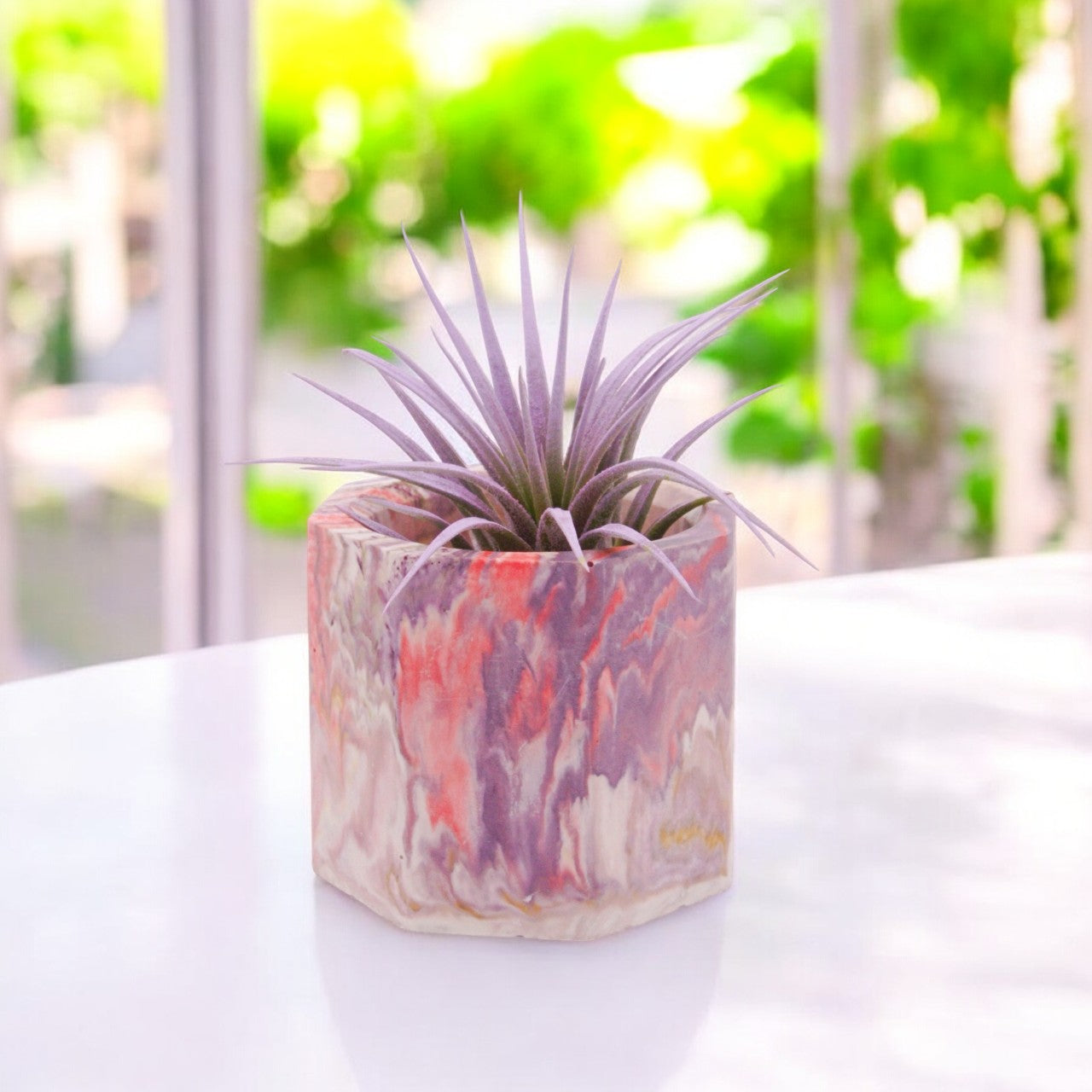 Tillandsia Ionantha Lilac enhanced