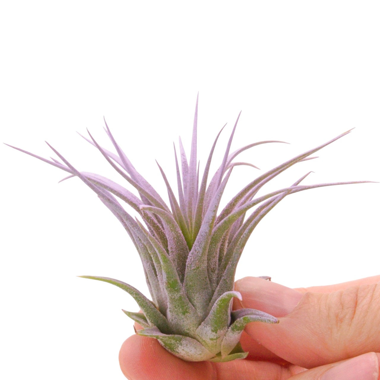 Tillandsia Ionantha Lilac enhanced