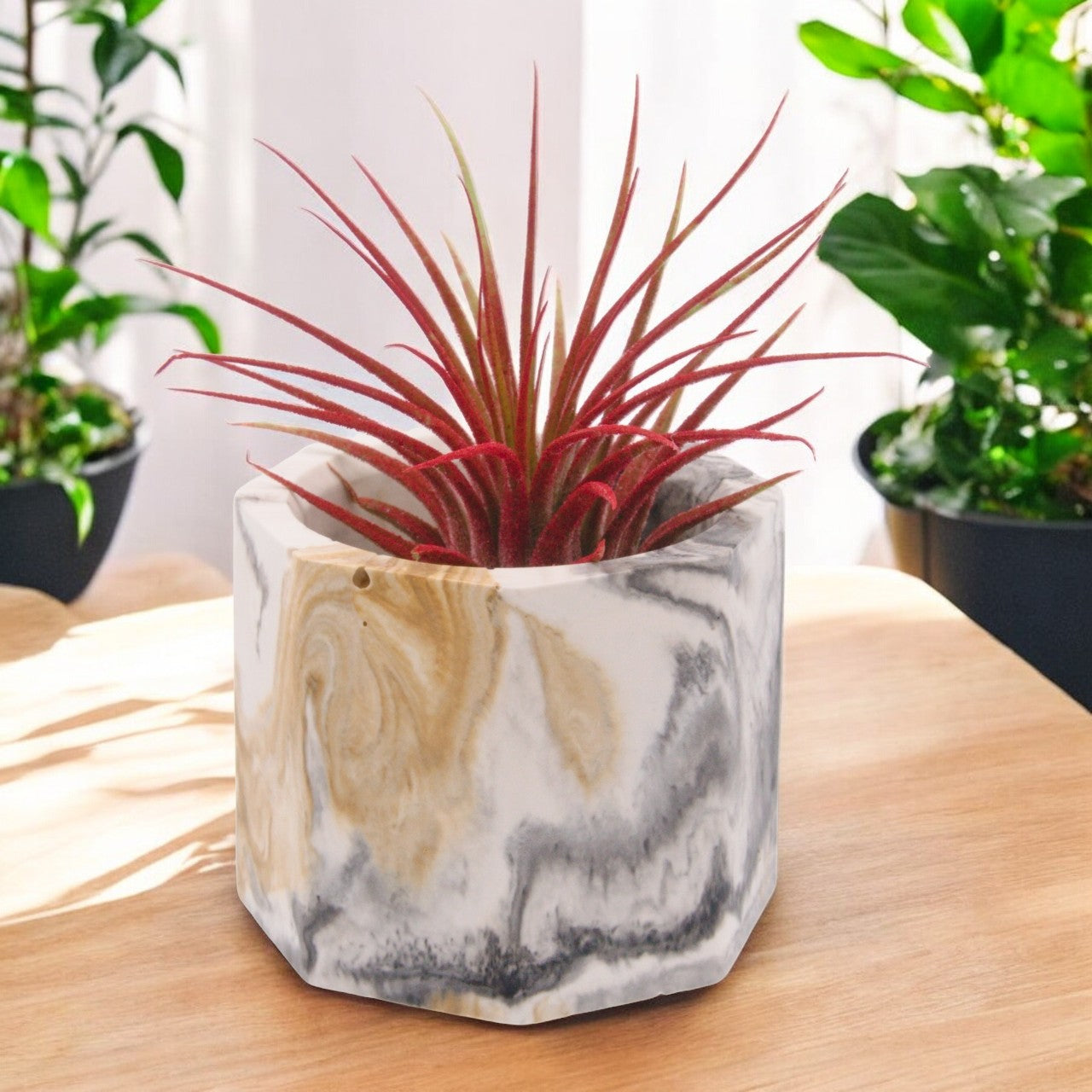 Tillandsia Ionantha - Red Enhanced