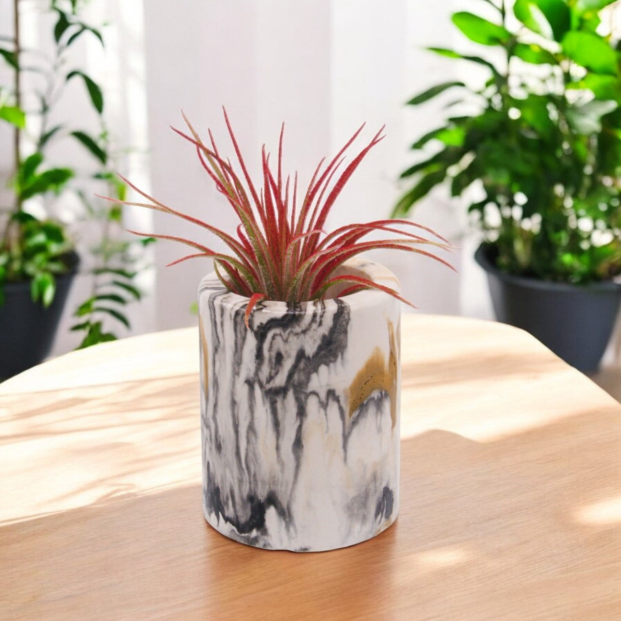 Tillandsia Ionantha - Red Enhanced