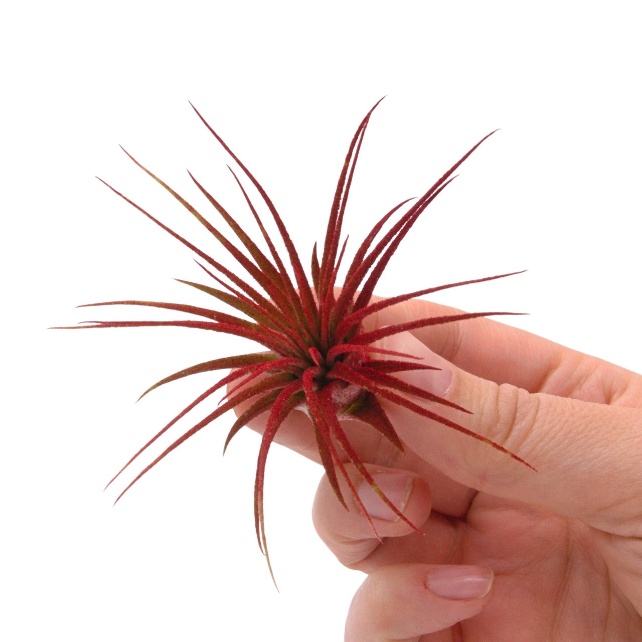 Tillandsia Ionantha - Red Enhanced