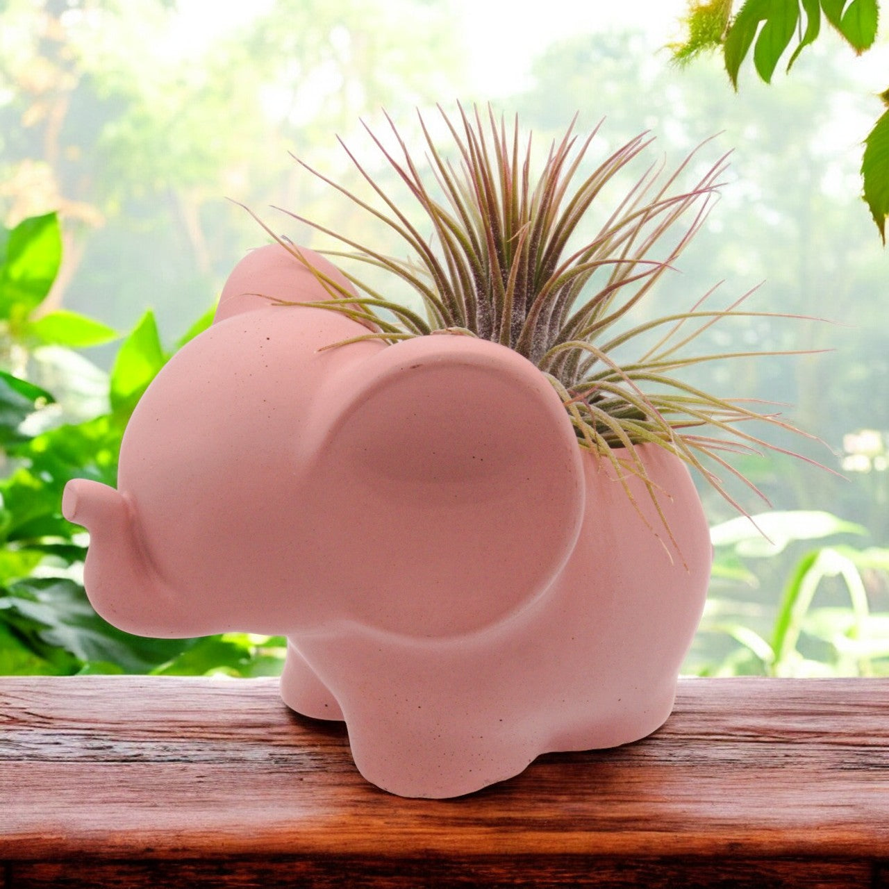 Tillandsia Ionantha Guatemala airplant