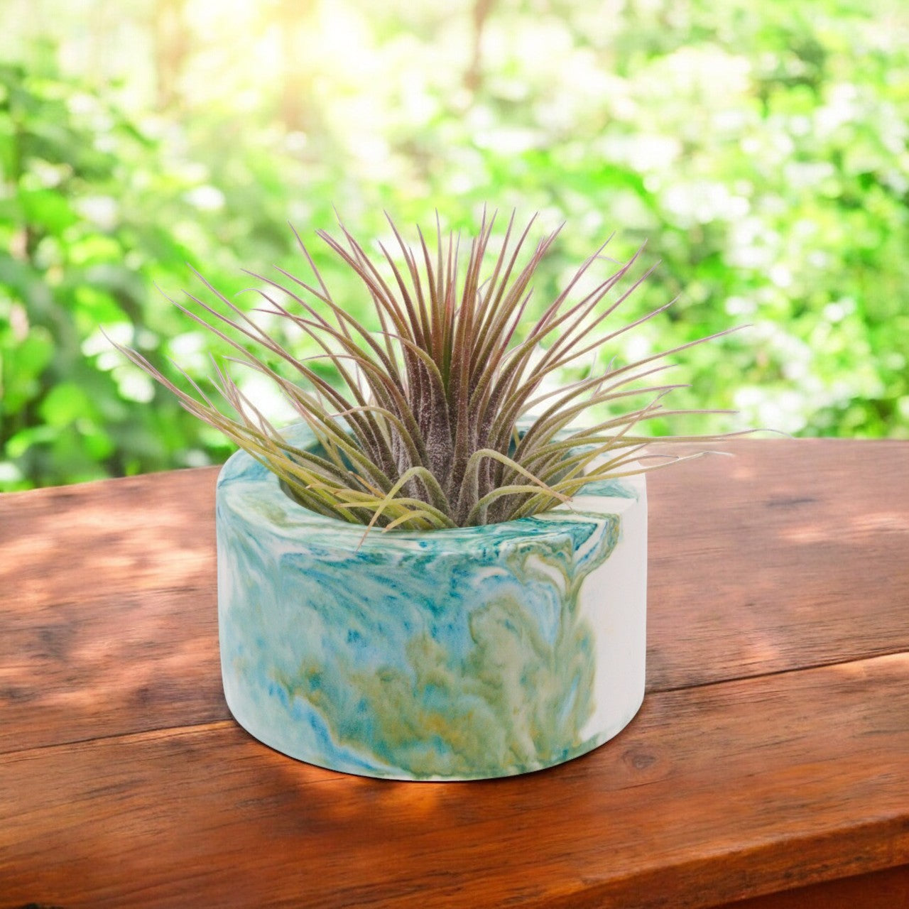 Tillandsia Ionantha Guatemala airplant
