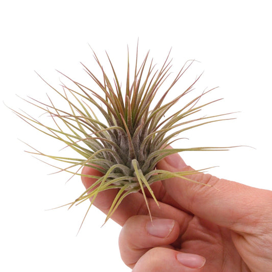 Tillandsia Ionantha Guatemala airplant