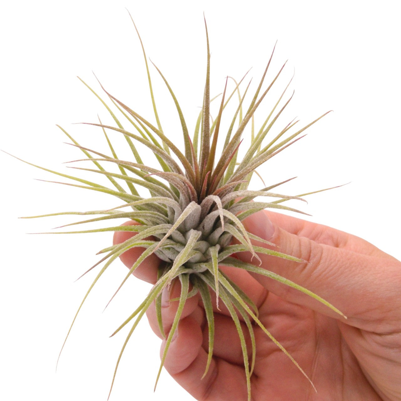Tillandsia Ionantha Guatemala airplant