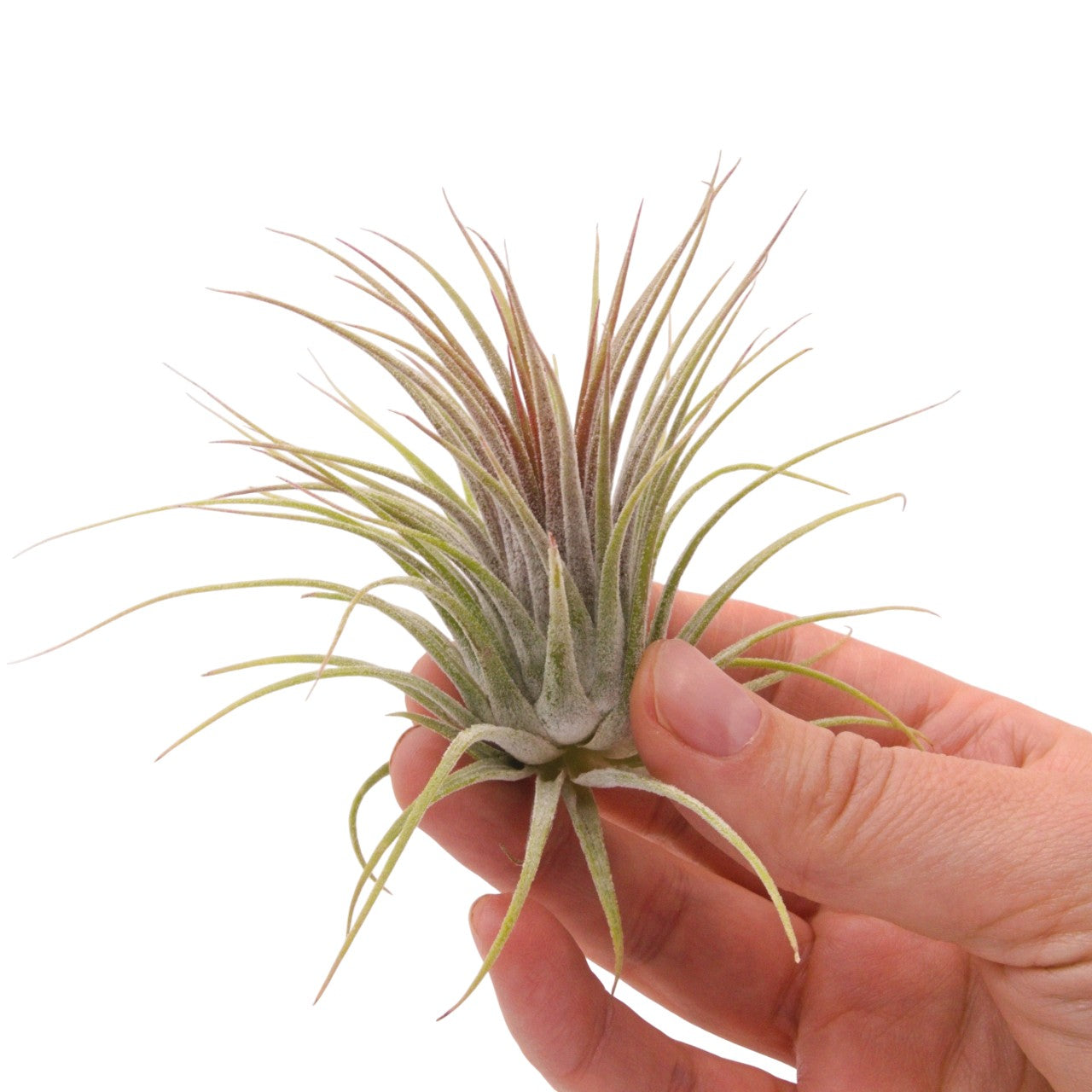 Tillandsia Ionantha Guatemala airplant