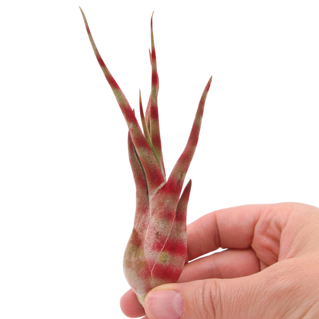 Tillandsia Caput Medusae - Rayures colorées