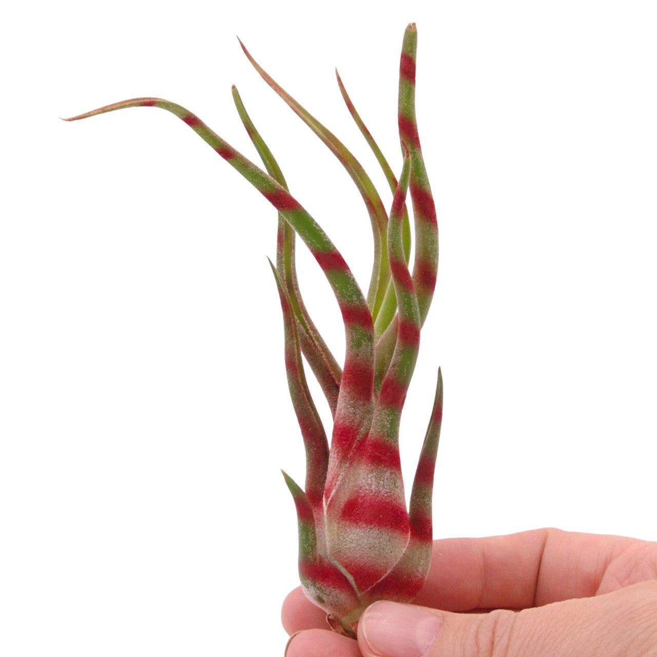 striped air plant Tillandsia Caput Medusae