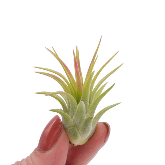 Tillandsia Ionantha Rubra Hardleaf