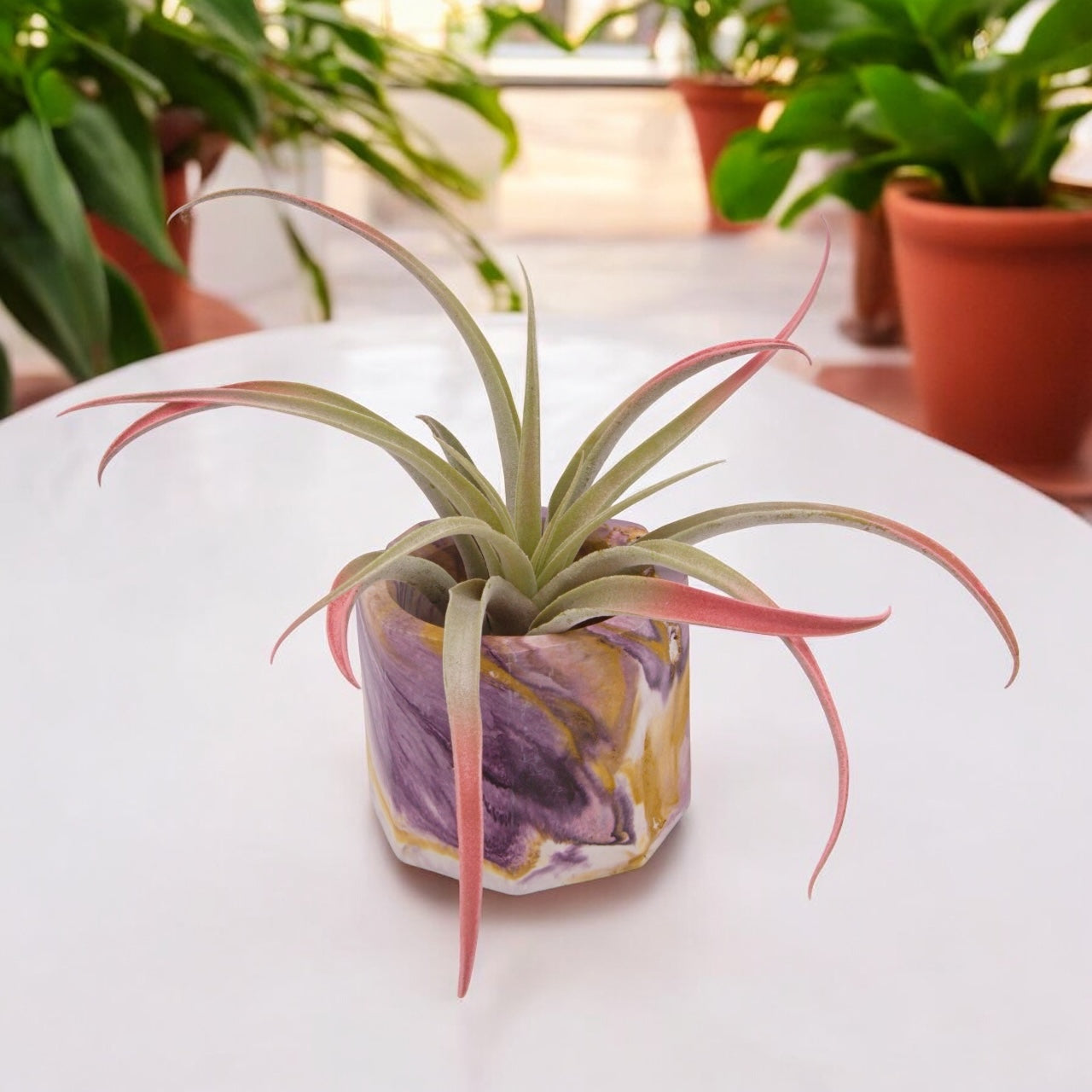 Tillandsia Capitata Pêche Augmenté