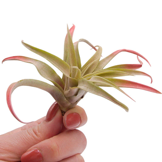 Tillandsia Capitata Pêche Augmenté