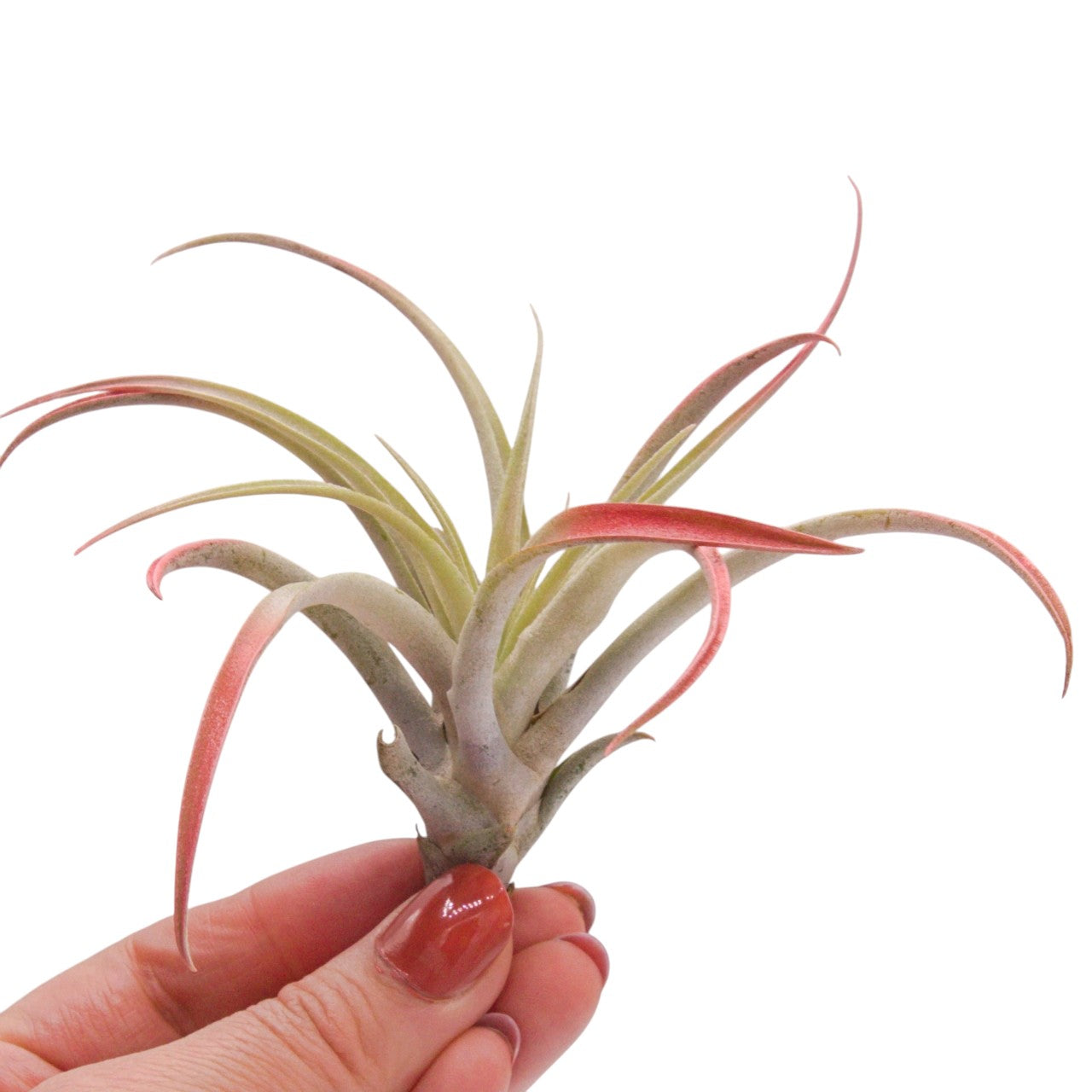 Tillandsia Capitata Pêche Augmenté