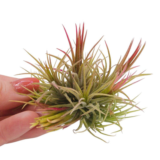 Tillandsia Ionantha Fuego en touffe