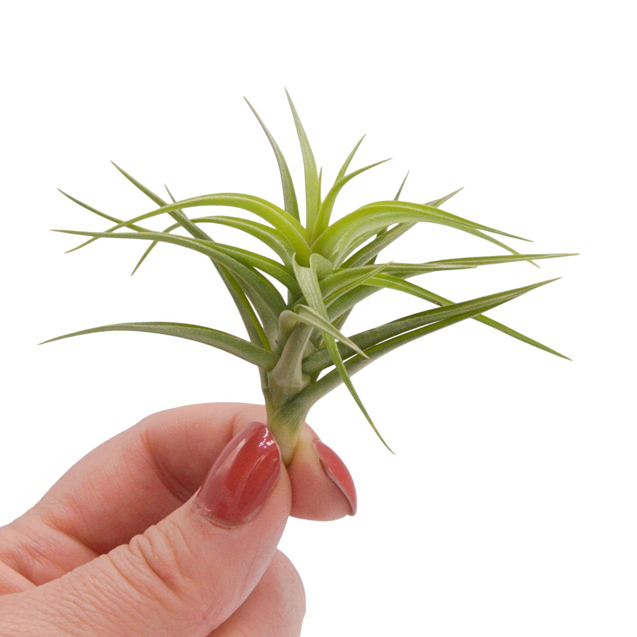 Tillandsia Aeranthos Green Gem – Plant Babies Terrariums