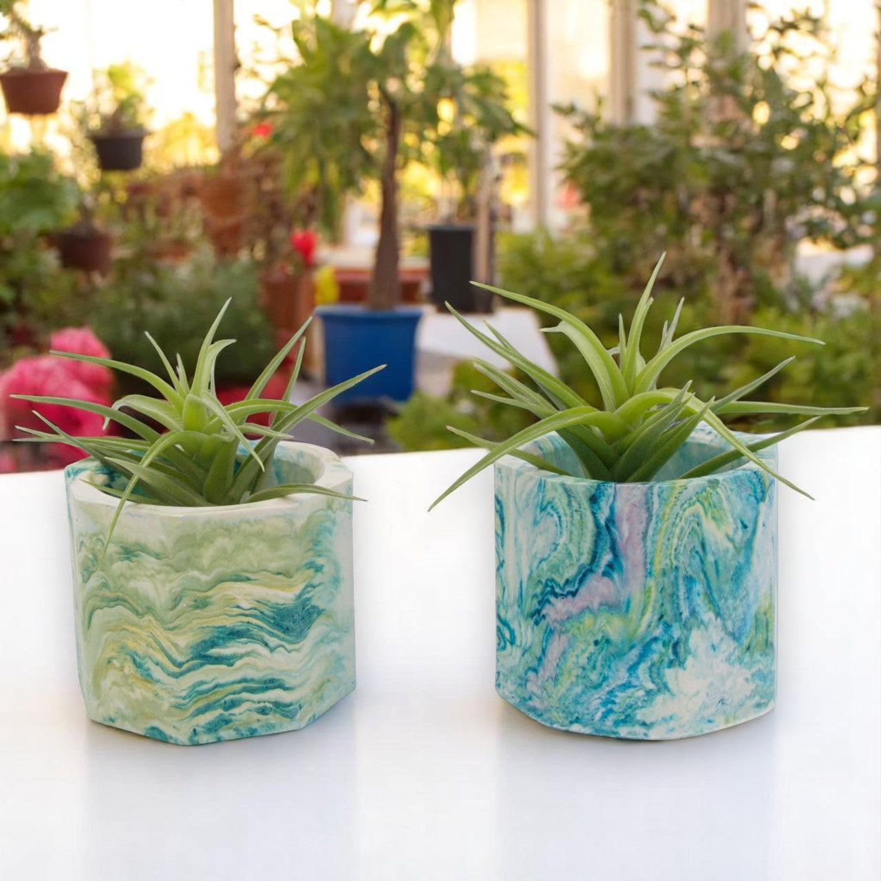 Tillandsia Aeranthos Gemme verte