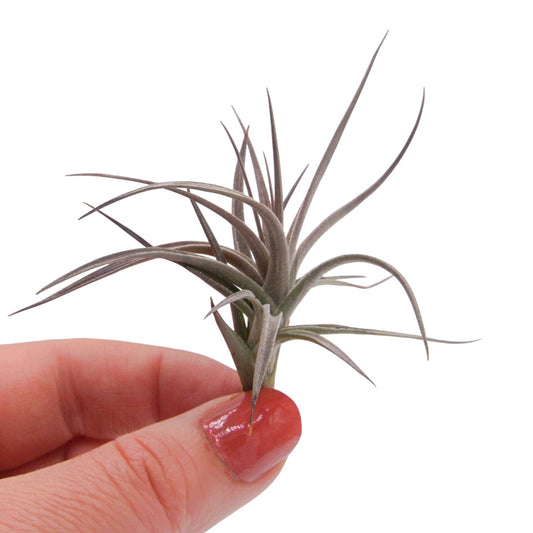 Tillandsia Aeranthos Amethyst X