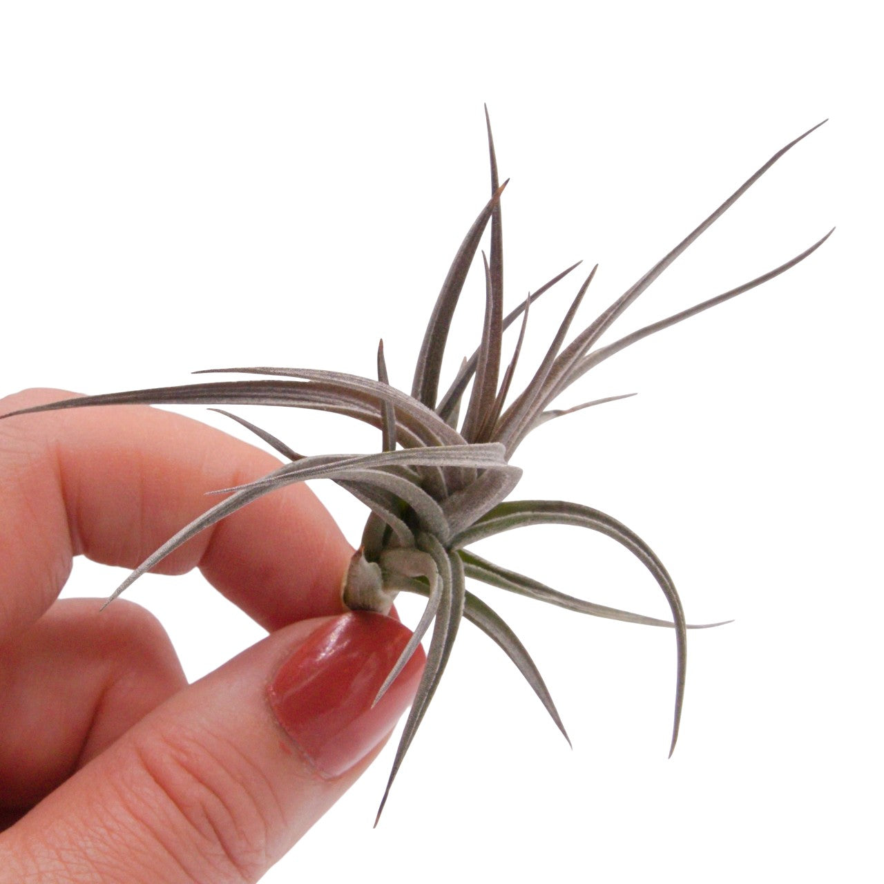 Tillandsia Aeranthos Amethyst X