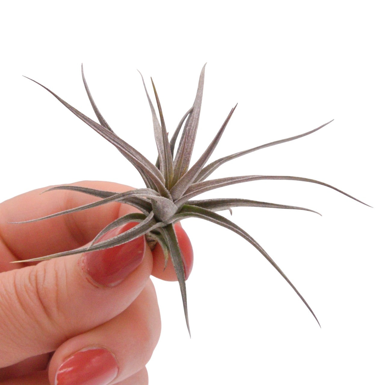 Tillandsia Aeranthos Amethyst X
