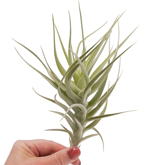 Tillandsia Ixiodes Blue Albino