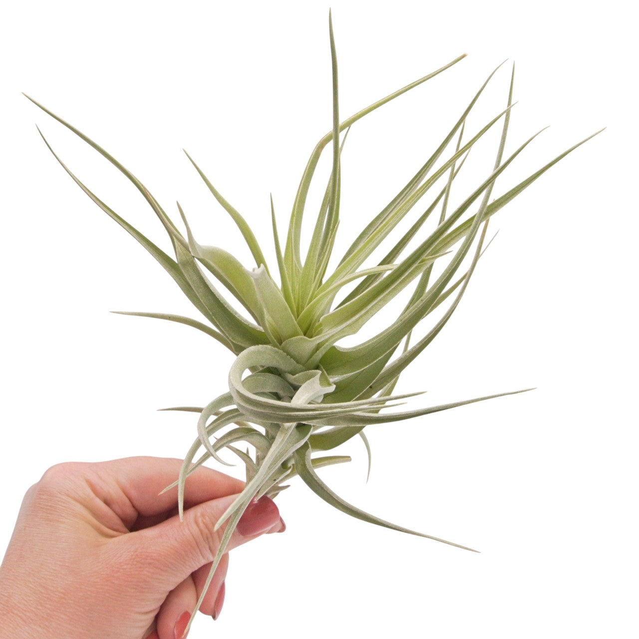 Tillandsia Ixiodes Blue Albino