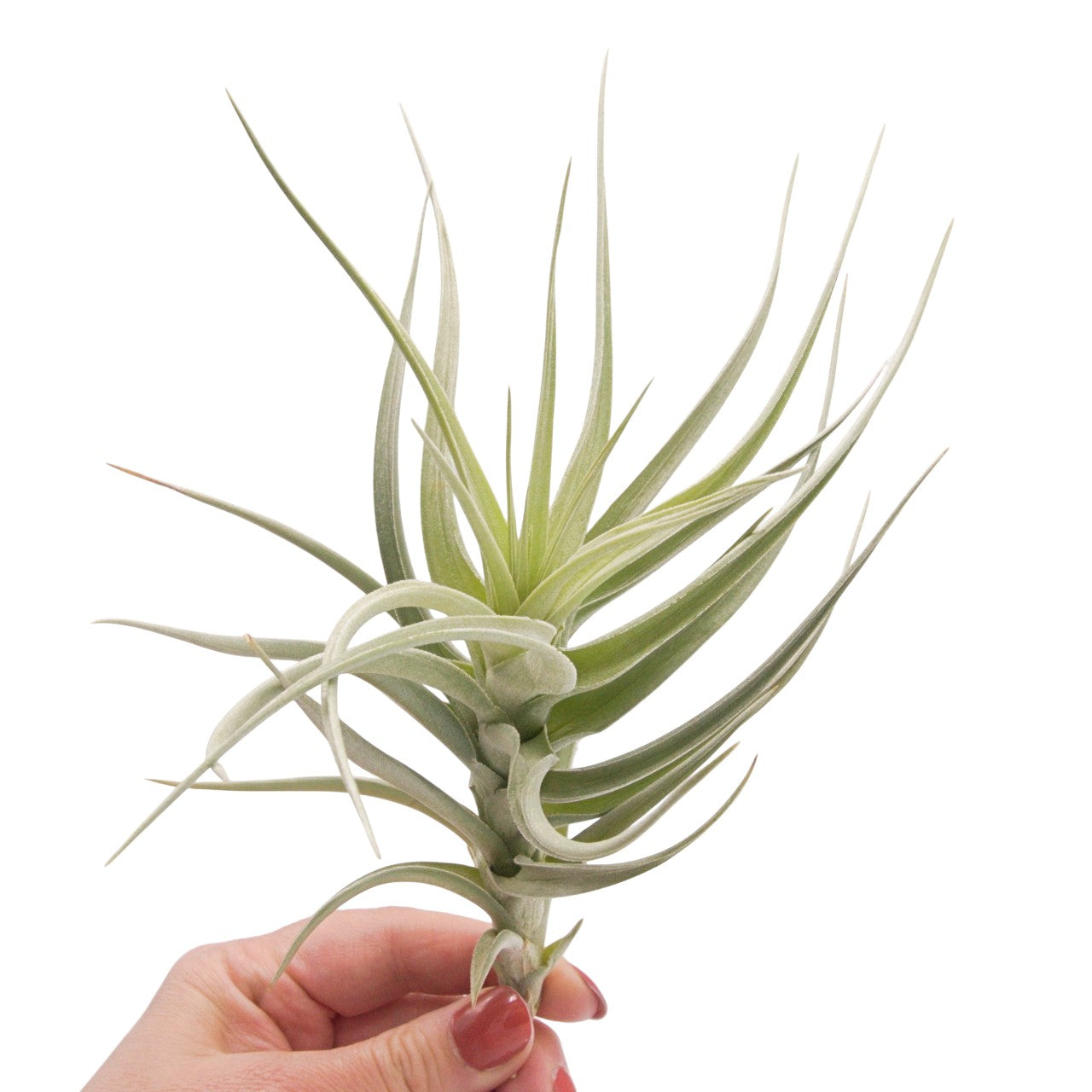 Tillandsia Ixiodes Blue Albino