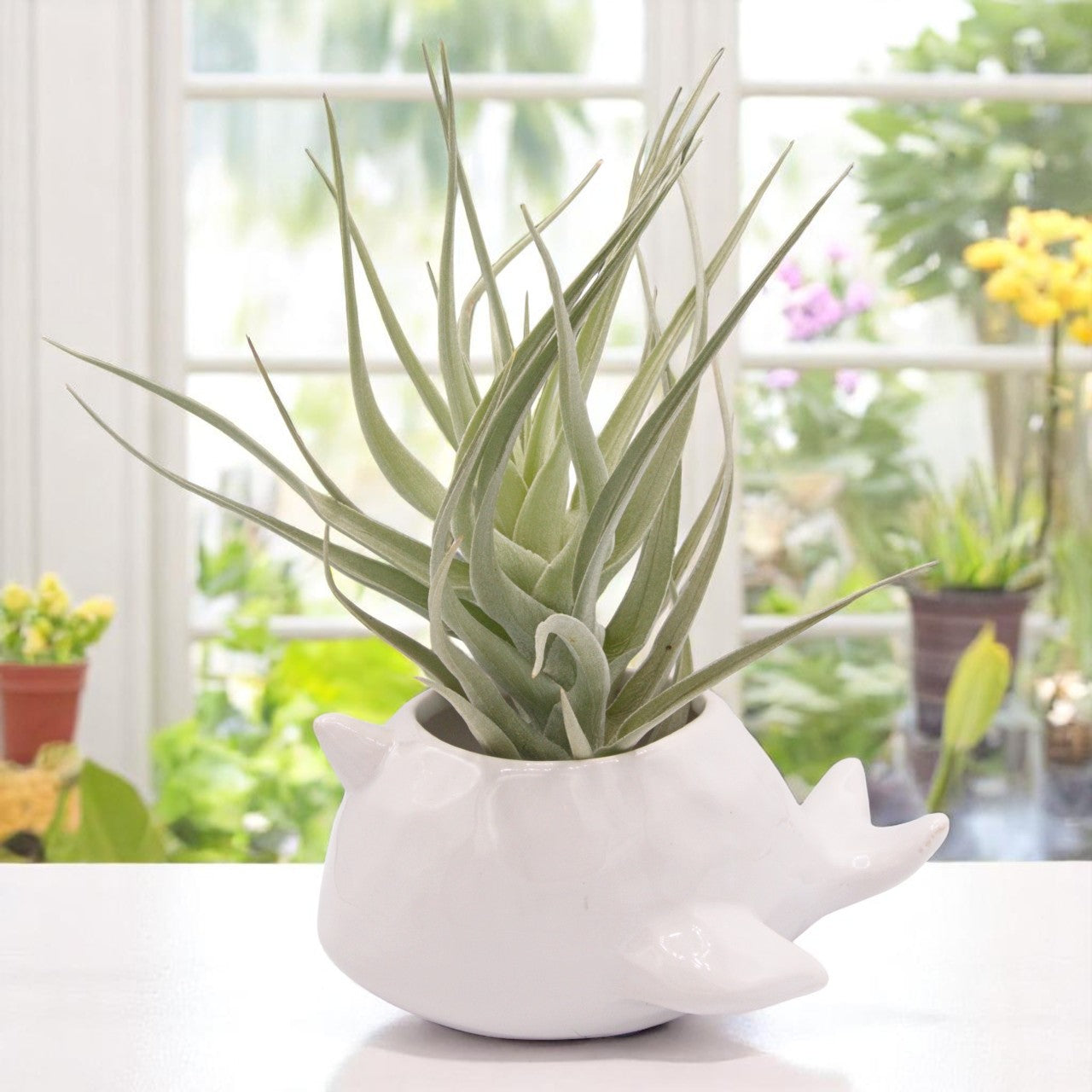 Tillandsia Ixiodes Blue Albino