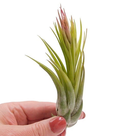 Tillandsia Ionantha Scaposa