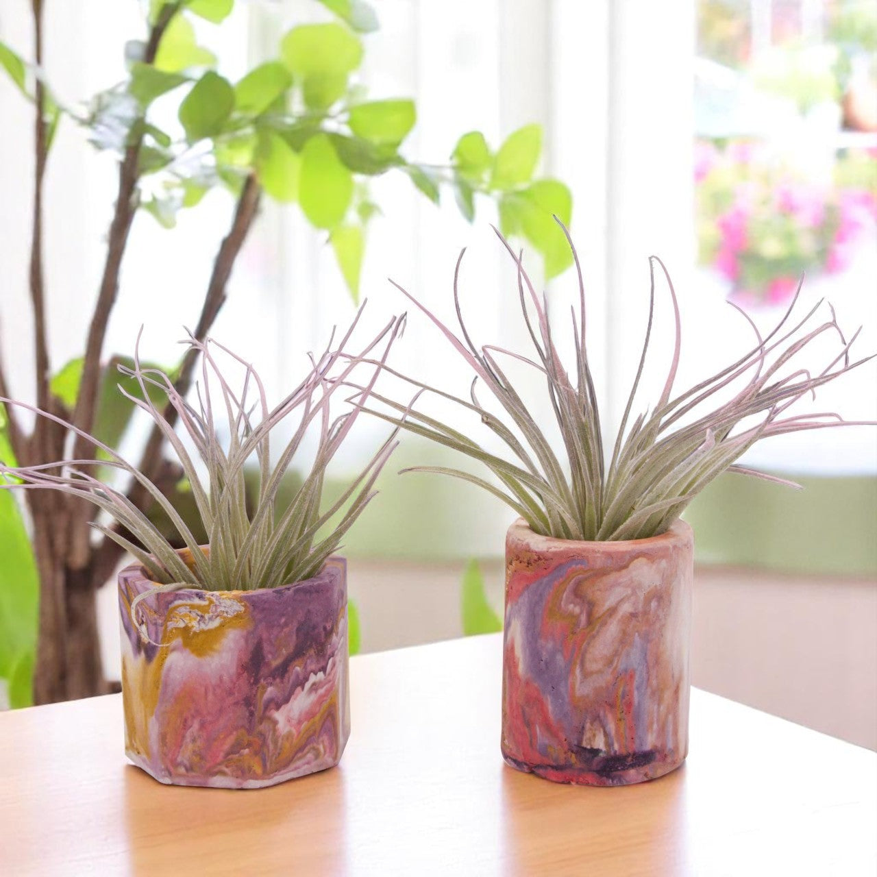 Tillandsia Houston Lite Pink Enhanced