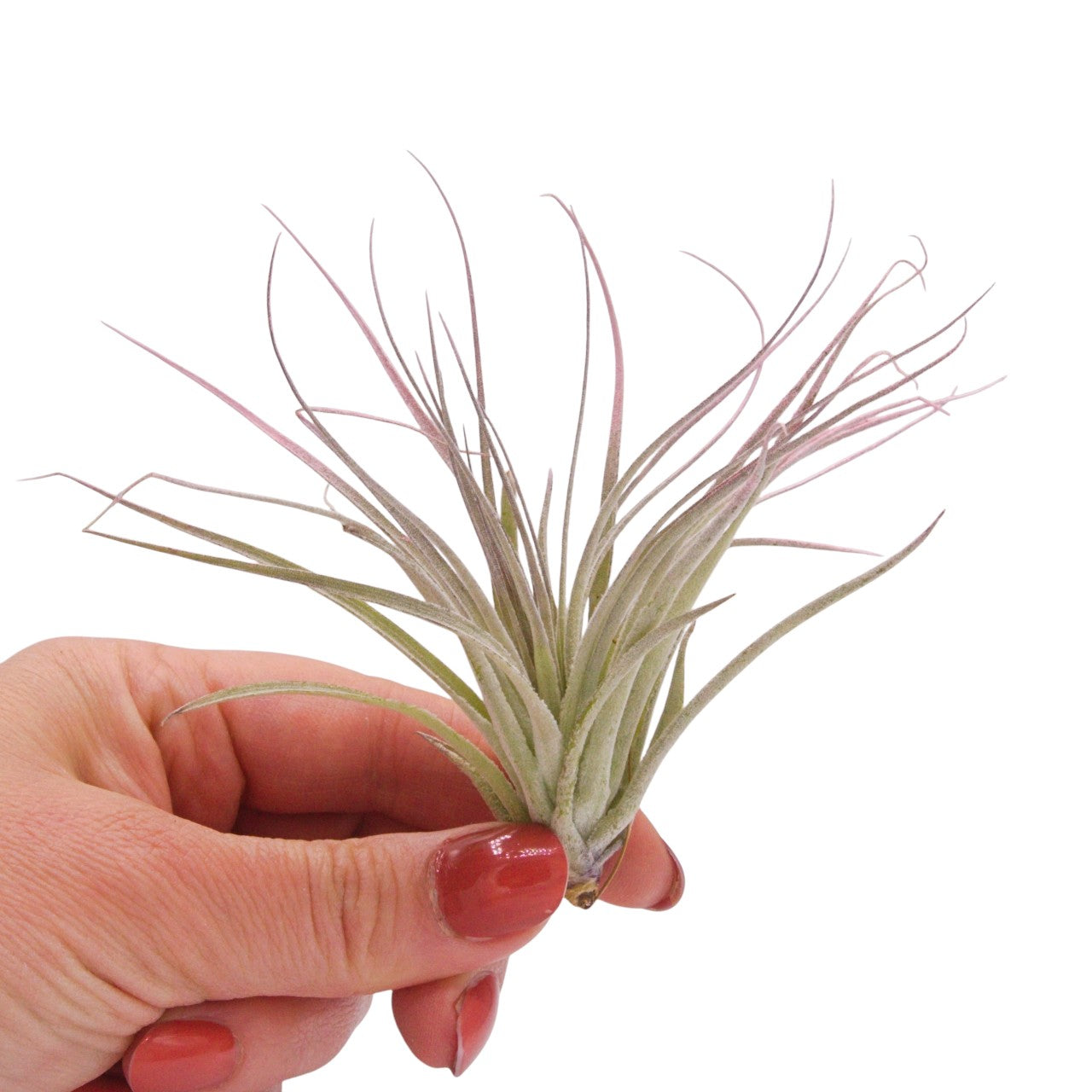 Tillandsia Houston Lite Pink Enhanced