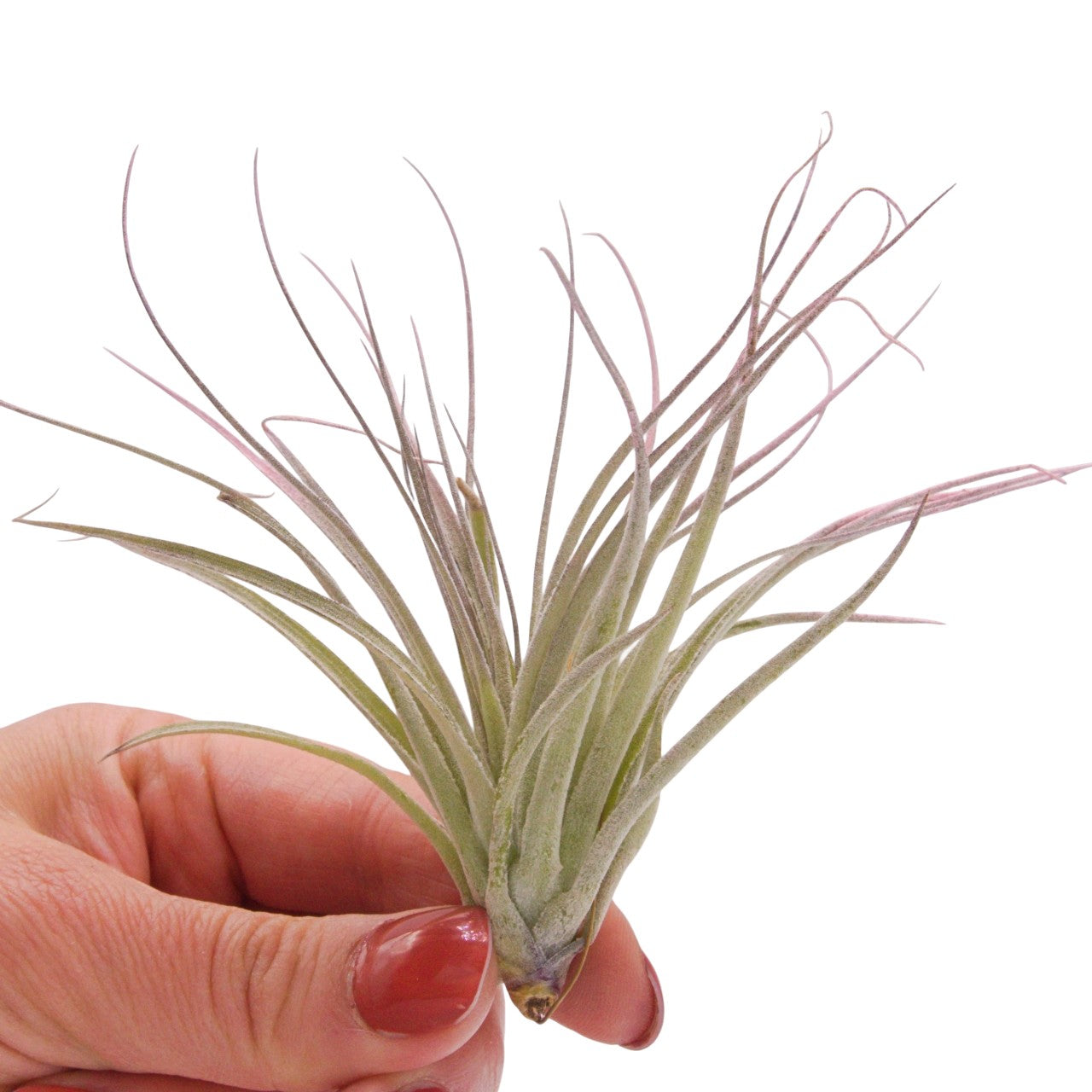 Tillandsia Houston Lite Pink Enhanced