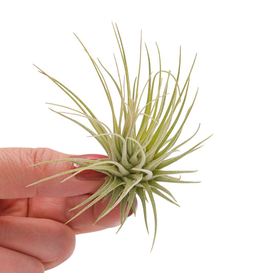 Tillandsia Fuchsii v Fuchsii Mexico