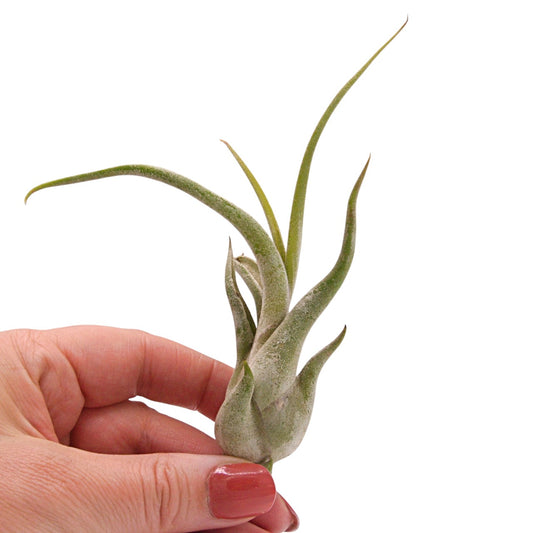 Tillandsia Caput Medusae