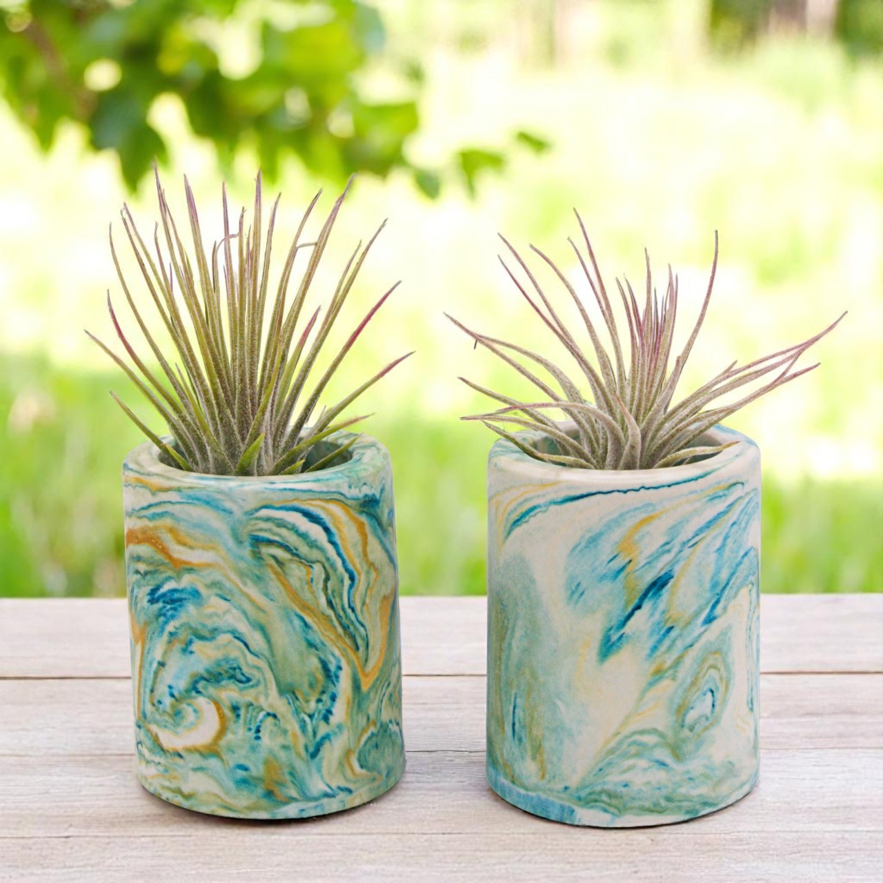 Tillandsia Ionantha Guatemala airplant