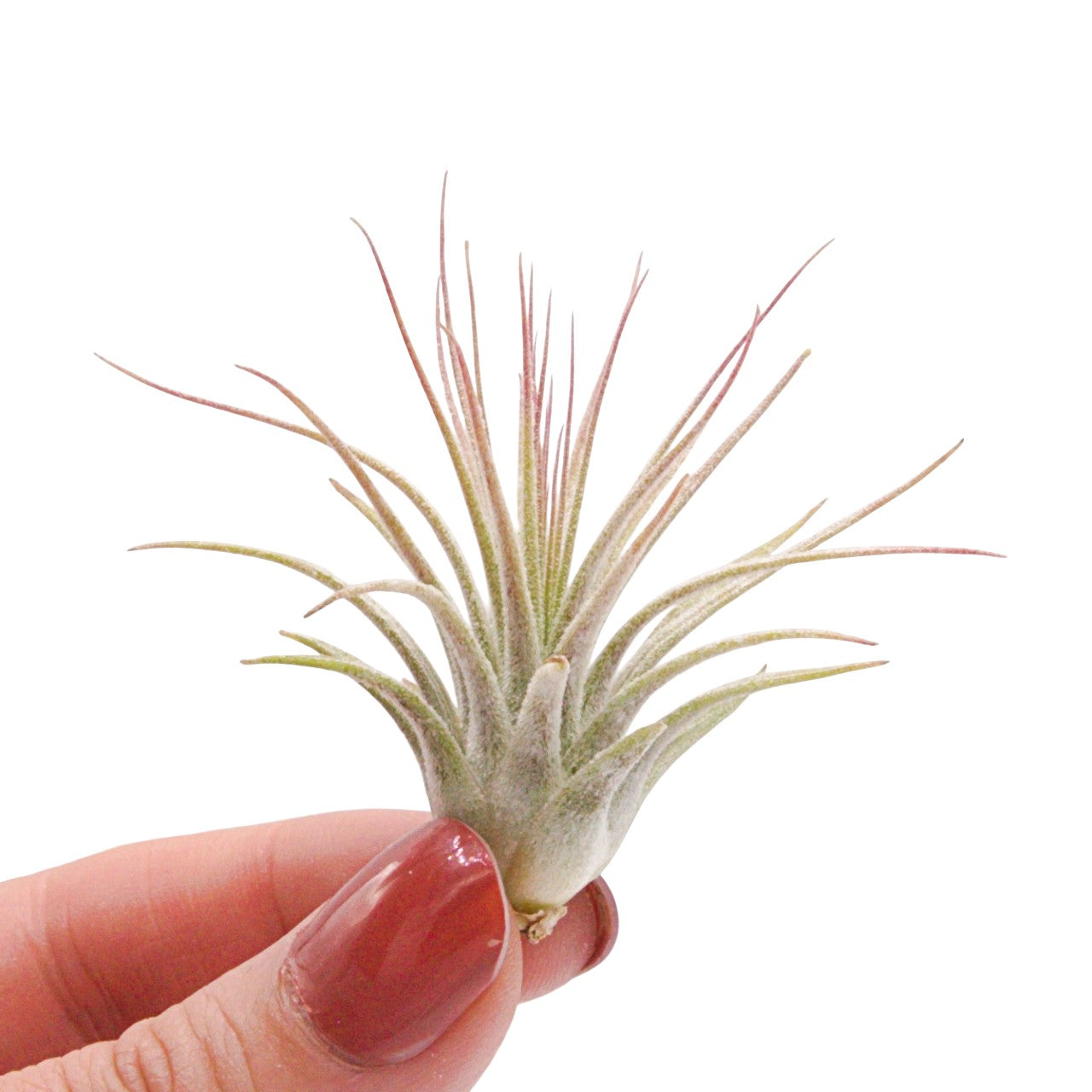Tillandsia Ionantha Guatemala airplant