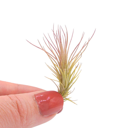 Tillandsia Funckiana