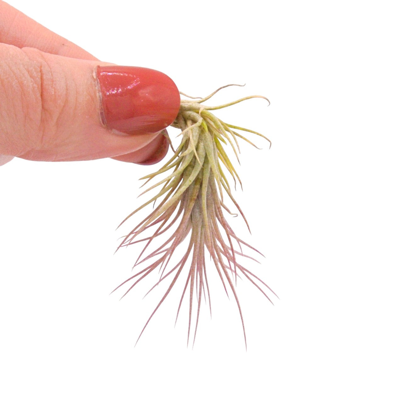 Tillandsia Funckiana