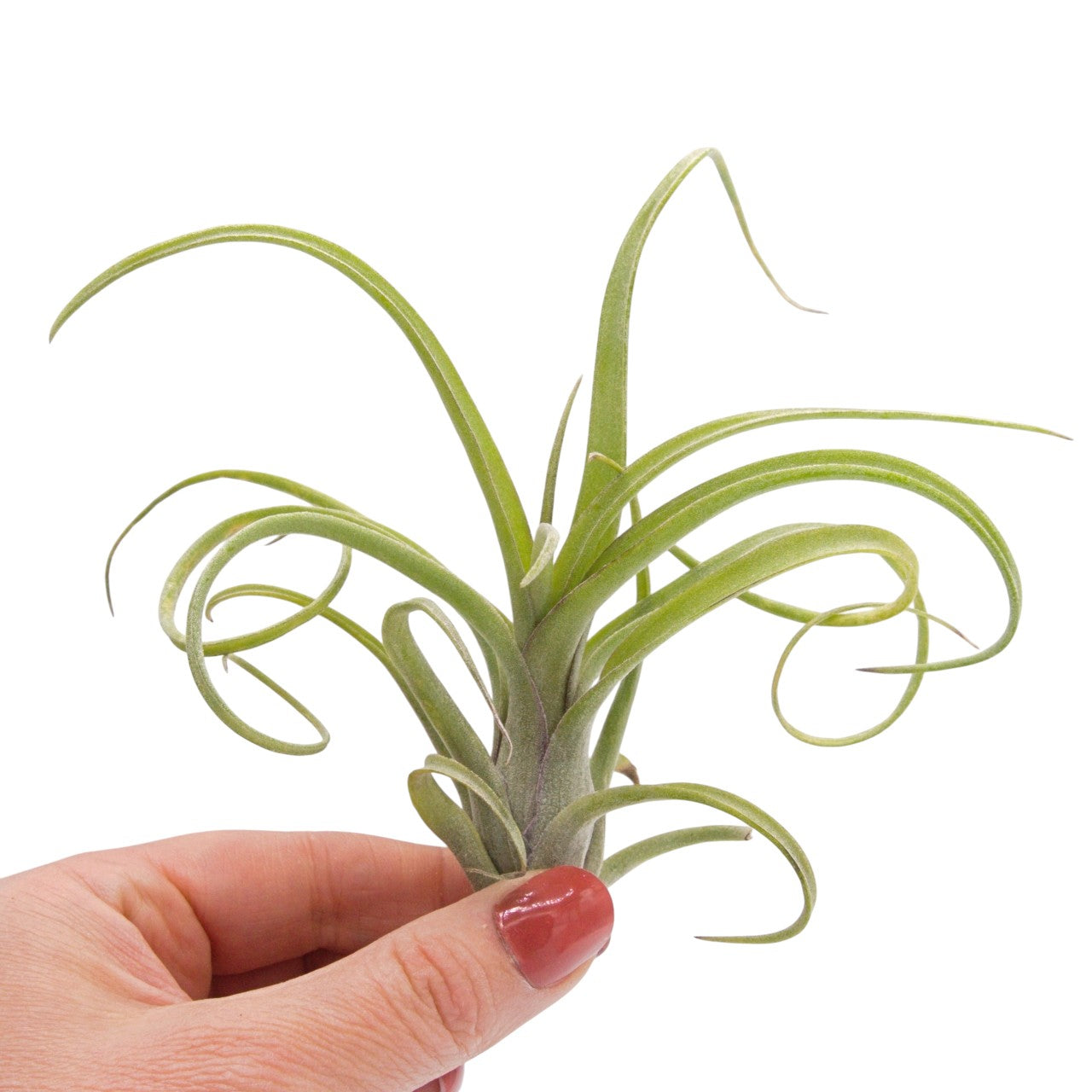 Tillandsia Baileyi x Streptophylla "Sidewinder"