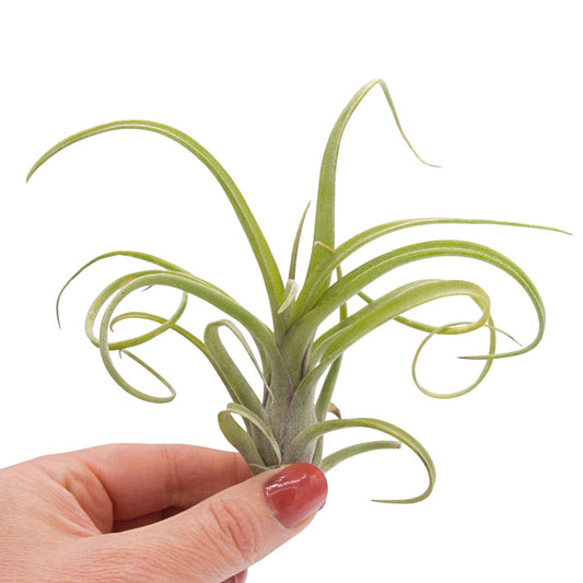 Tillandsia Baileyi x Streptophylla "Sidewinder"