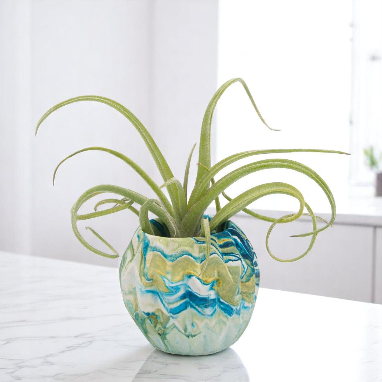 Tillandsia Baileyi x Streptophylla "Sidewinder"