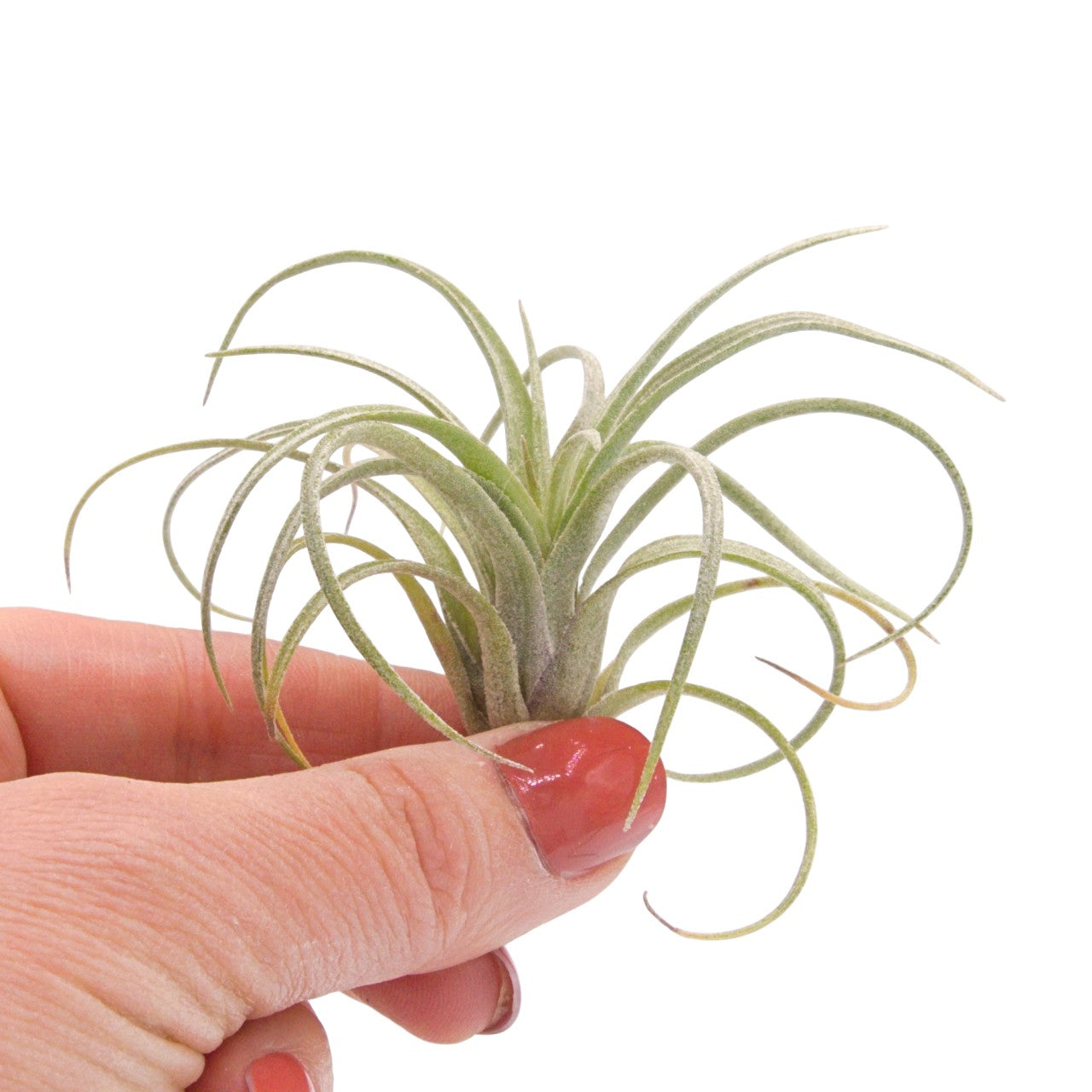 Tillandsia Baileyi x Streptophylla "Sidewinder"
