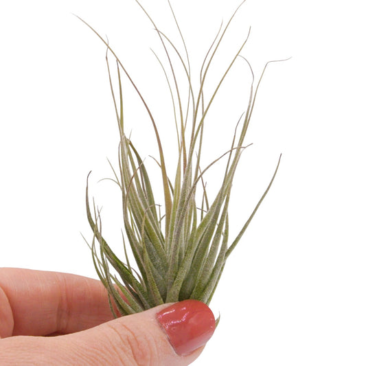 Tillandsia Ehlersiana