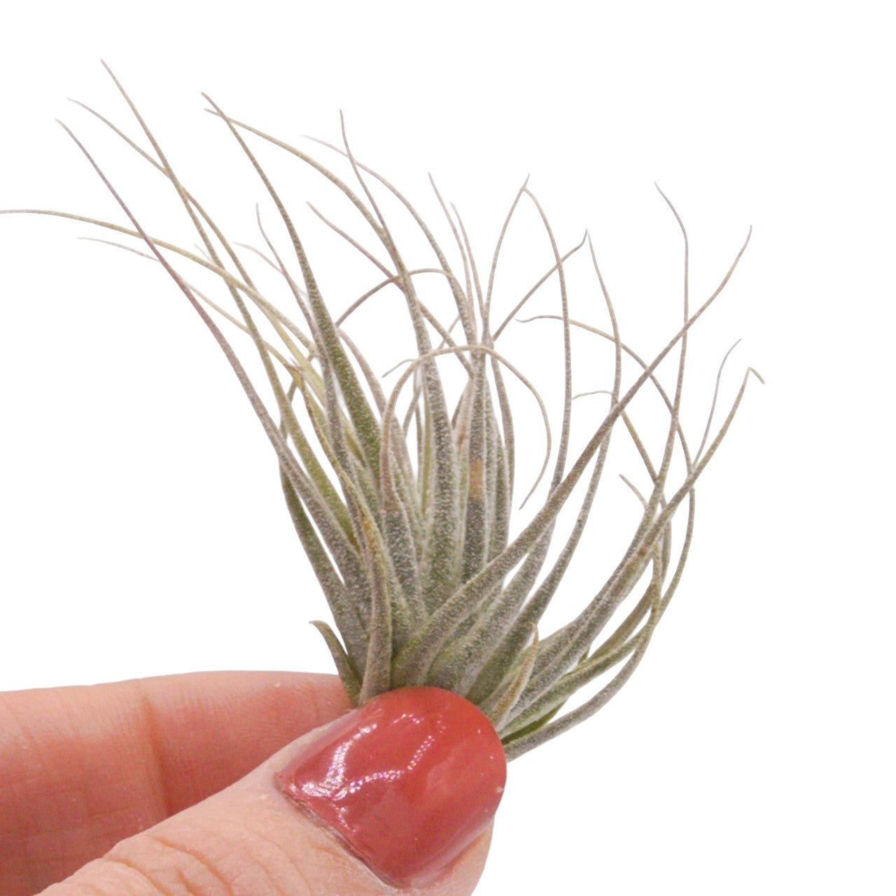 Tillandsia Ehlersiana